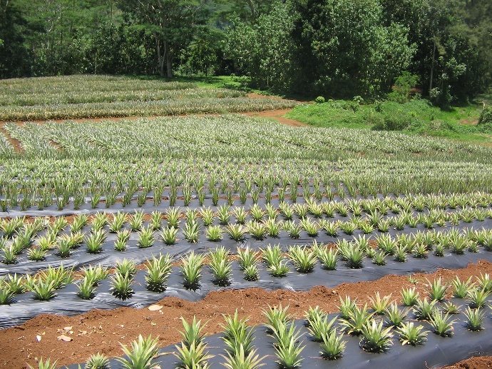 champs d'ananas avec paillage