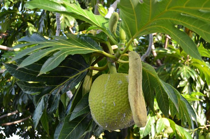 le fruit du uru