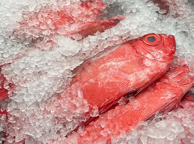 activité de pêche lagonaire ou aquaculture